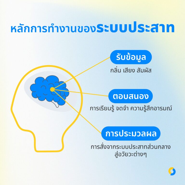 หลักการทำงานของระบบประสาท