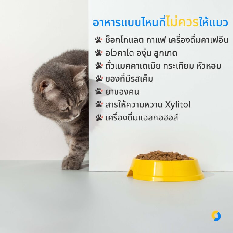 อาหารแบบไหนที่ไม่ควรให้แมว