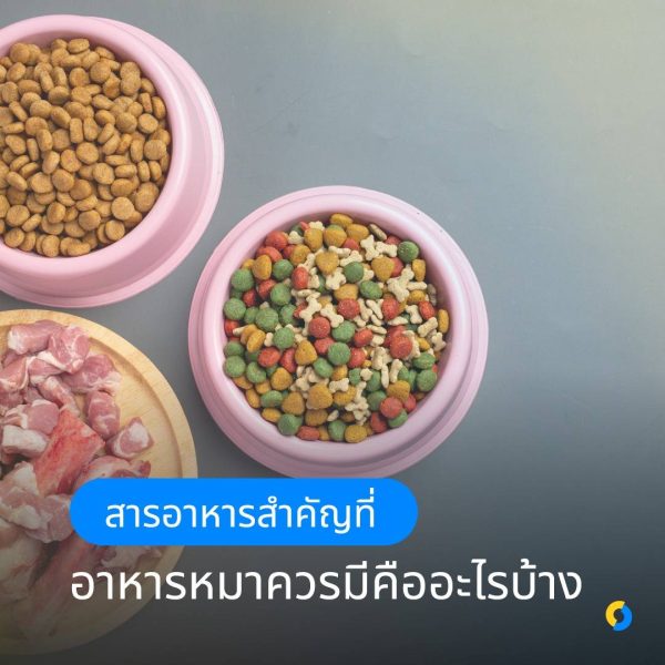 สารอาหารสำคัญที่อาหารหมาควรมีคืออะไรบ้าง